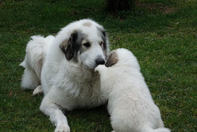 chiots Izoure / Iberniu 6 semaines
